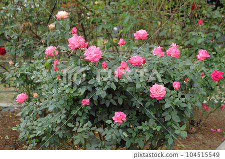 Arao City Ominous Citizen Flower Bed Rose Flower, 104515549