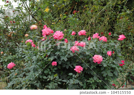 Arao City Ominous Citizen Flower Bed Rose Flower, 104515550