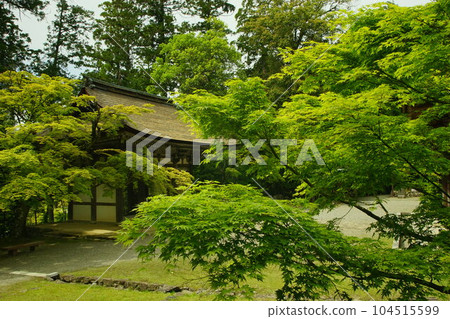 Saimyoji Temple in early summer with green maple trees (Kora-cho, Inukami-gun, Shiga Prefecture, May 2022) 104515599