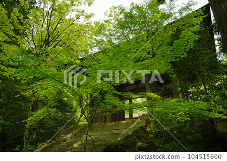 Saimyoji Temple in early summer with green maple trees (Kora-cho, Inukami-gun, Shiga Prefecture, May 2022) 104515600