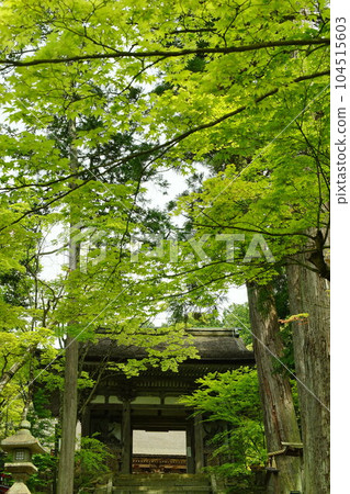 Saimyoji Temple in early summer with green maple trees (Kora-cho, Inukami-gun, Shiga Prefecture, May 2022) Saimyoji Temple in early summer with green maple trees (Kora-cho, Inukami-gun, Shiga Prefecture, May 2022) 104515603