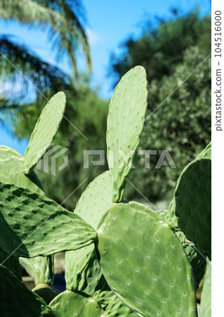 Tropical green cactus in Calabria. Close up cacti plant 104516000