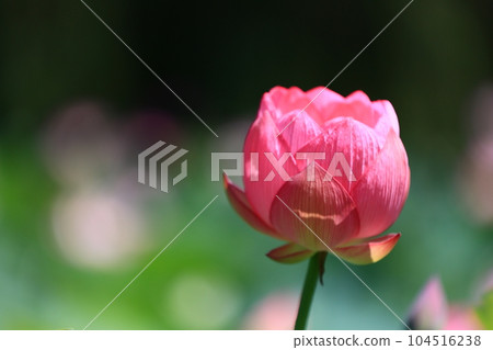 Lotus flower Lotus flower 104516238