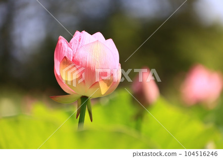蓮花 蓮花 104516246