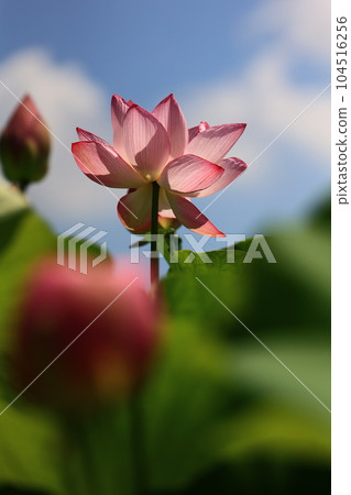 Lotus flower Lotus flower 104516256