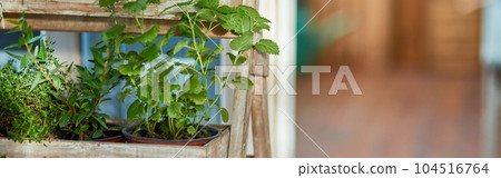 Fresh organic spicy herbs growing on shelves Fresh organic spicy herbs growing on shelves 104516764