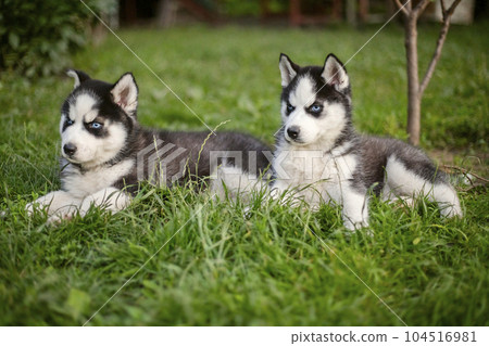 Cute siberian husky puppies with blue eyes sitting in green grass on a summer Cute siberian husky puppies with blue eyes sitting in green grass on a summer 104516981