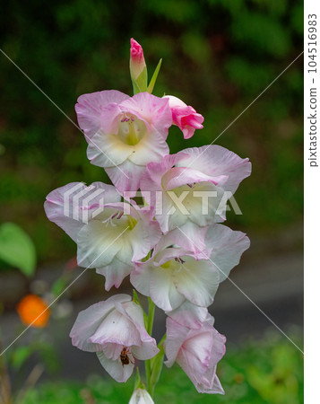 唐菖蒲屬唐菖蒲屬,鳶尾科 唐菖蒲屬唐菖蒲屬,鳶尾科 104516983