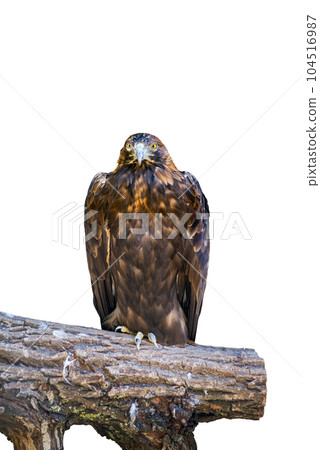 An eagle perches on a tree trunk isolated on white background An eagle perches on a tree trunk isolated on white background 104516987