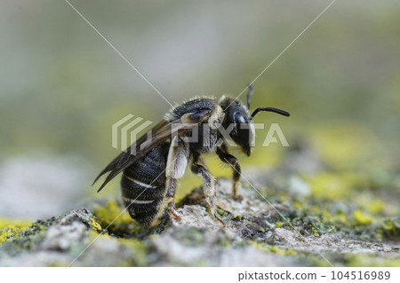 Closeup on the Mediterranean Common epaulette-nomia solitary bee , Pseudapis diversipes Closeup on the Mediterranean Common epaulette-nomia solitary bee , Pseudapis diversipes 104516989