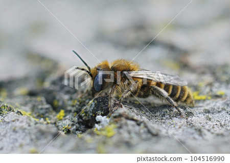 Closeup on a Mediterranean blue-eyed, male Hoplitis perzi solitary bee with brown to orange hairs 104516990
