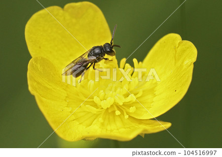 Closeup on a small yellow masked bee, Hylaeus communis sitting in a yellow buttercup flower Closeup on a small yellow masked bee, Hylaeus communis sitting in a yellow buttercup flower 104516997
