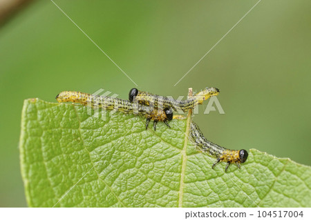 Closeup on the the spotted larvae of the Willow sawfly , Nematus salicis on Salix caprea in the garden Closeup on the the spotted larvae of the Willow sawfly , Nematus salicis on Salix caprea in the garden 104517004