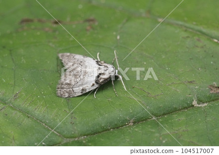 Closeup on the Short-cloaked Moth, Nola cucullatella sitting on a green leaf 104517007