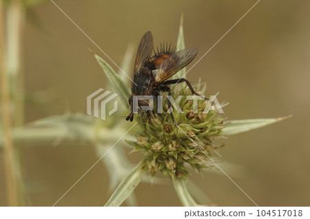 Close up of a rare tachinid fly, Peleteria rubescens on an Eryngium campestre flower 104517018