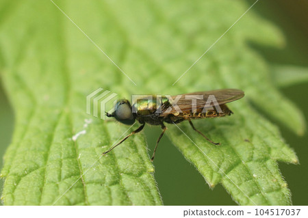 Closeup on a colorful broad centurion fly, Chloromyia formosa , sitting on a green leaf in the garden Closeup on a colorful broad centurion fly, Chloromyia formosa , sitting on a green leaf in the garden 104517037