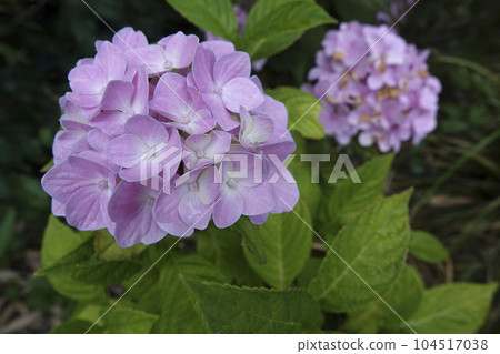 Closeup on a purple Mophead Hydrangea macropylla in the garden 104517038