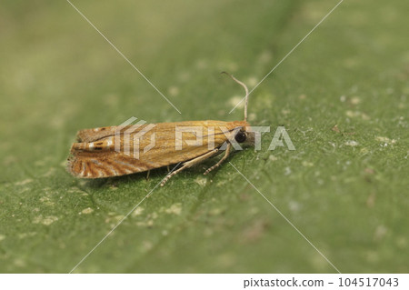 Closeup on the small orange red piercer moth, Lathronympha strigana , sitting on a green leaf 104517043