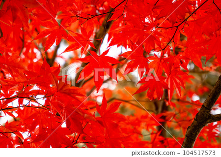 Maples dyed red on the campus of Hokkaido University in autumn Maples dyed red on the campus of Hokkaido University in autumn 104517573