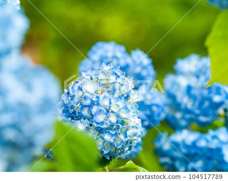 Scenery that colors the rainy season Colorful and beautiful hydrangeas 104517789