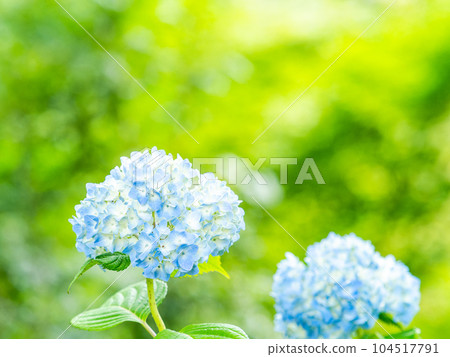 為雨季增添色彩的風景 色彩繽紛、美麗的繡球花 為雨季增添色彩的風景 色彩繽紛、美麗的繡球花 104517791