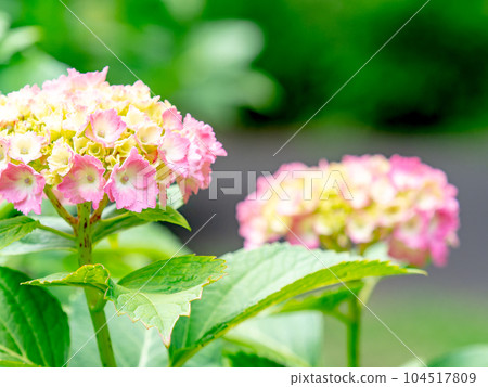 Scenery that colors the rainy season Colorful and beautiful hydrangeas 104517809