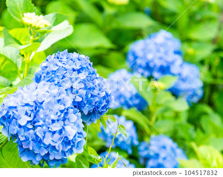 為雨季增添色彩的風景 色彩繽紛、美麗的繡球花 為雨季增添色彩的風景 色彩繽紛、美麗的繡球花 104517832