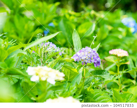 Scenery that colors the rainy season Colorful and beautiful hydrangeas 104517833