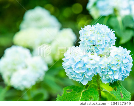 Scenery that colors the rainy season Colorful and beautiful hydrangeas 104517849