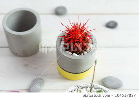 Cactus with red needles in a concrete pot on a wood background. Concrete cache-pot. 104517857