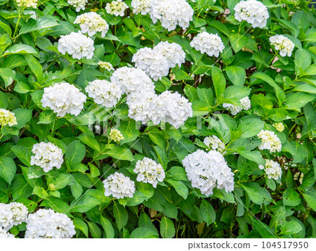 Scenery that colors the rainy season Colorful and beautiful hydrangeas 104517950