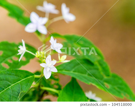 Scenery of the rainy season Siebold's favorite hydrangea The phantom seven-tiered hydrangea 104518000