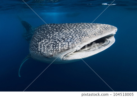 Underwater shot of a Whale Shark with spot patterns in blue ocean 104518005