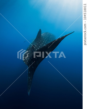 Shark tail in deep blue ocean. Silhouette of giant shark swimming underwater Shark tail in deep blue ocean. Silhouette of giant shark swimming underwater 104518011