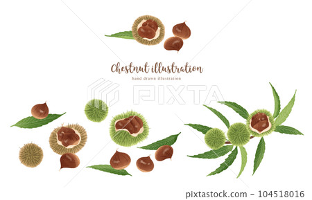 自然觸感板栗插畫/橫向佈局 104518016