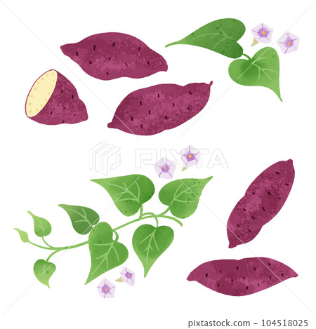 Hand drawn illustration of sweet potato -1 Hand drawn illustration of sweet potato -1 104518025