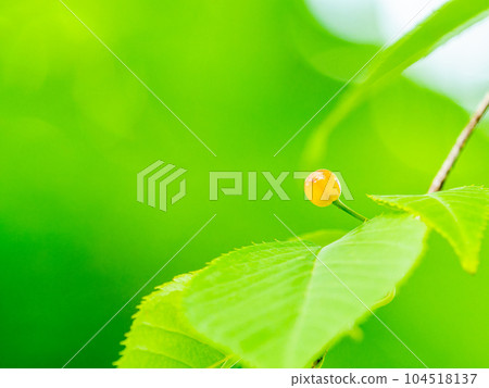 Small cherries that look like jewels Small cherries that look like jewels 104518137