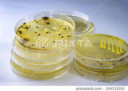 Colonies of different bacteria and mold fungi Colonies of different bacteria and mold fungi 104518391