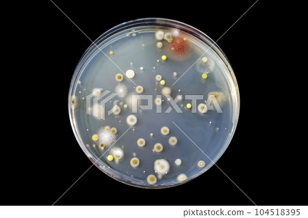 Colonies of different bacteria and mold fungi grown on nutrient agar 104518395