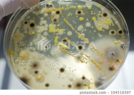 Colonies of different bacteria and mold fungi 104518397