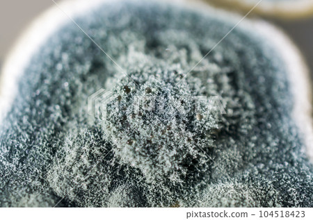 Colonies of Penicillium fungi on Sabouraud Dextrose Agar 104518423