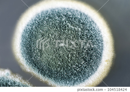 Colonies of Penicillium fungi on Sabouraud Dextrose Agar 104518424
