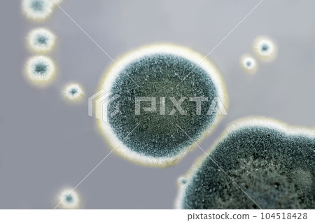 Colonies of Penicillium fungi on Sabouraud Dextrose Agar 104518428