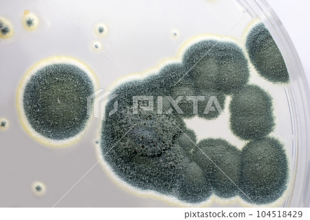 Colonies of Penicillium fungi on Sabouraud Dextrose Agar 104518429