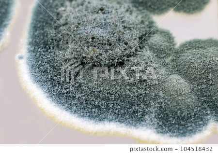 Colonies of Penicillium fungi on Sabouraud Dextrose Agar 104518432