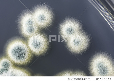 Colonies of Penicillium fungi on Sabouraud Dextrose Agar 104518433