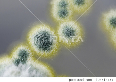Colonies of Penicillium fungi on Sabouraud Dextrose Agar Colonies of Penicillium fungi on Sabouraud Dextrose Agar 104518435