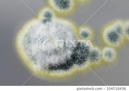 Colonies of Penicillium fungi on Sabouraud Dextrose Agar Colonies of Penicillium fungi on Sabouraud Dextrose Agar 104518436