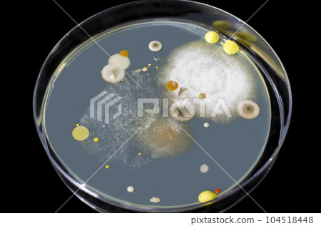 Colonies of mold fungi cultivated from indoor air Colonies of mold fungi cultivated from indoor air 104518448