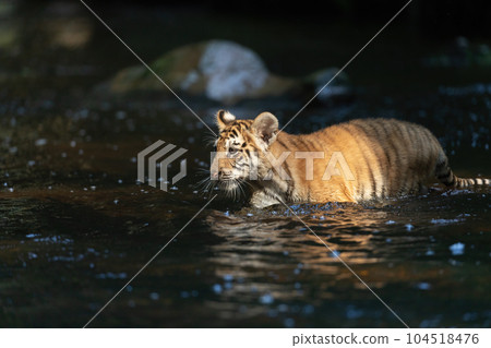 Cute cub of Bengal tiger is walking in the river. 104518476